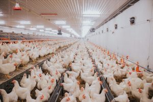 A selective focus shot of indoors chicken farm, chicken feeding